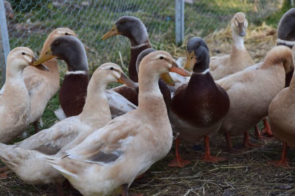 Saxony Ducks at Heritage Farm