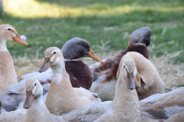 Saxony Ducks at Heritage Farm