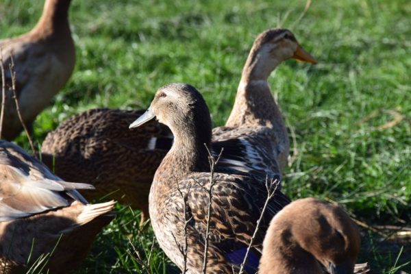 Khaki Campbell Ducks at Heritage Farm
