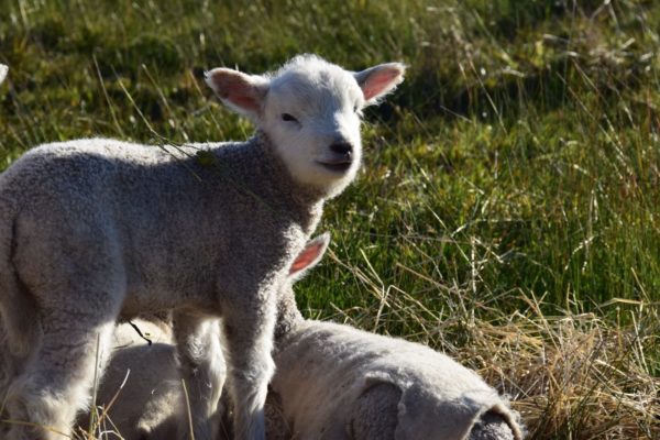 Lambs at Heritage Farm