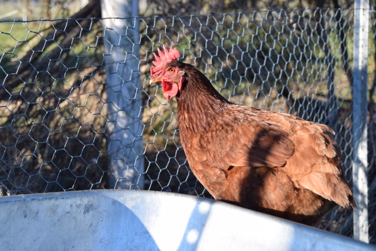 chicken-at-heritage-farm-in-august-2018-heritage-farm