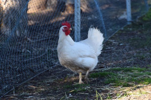 Chicken at Heritage Farm in August 2018