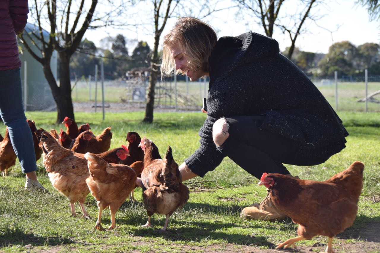 Feed the Animals Farm Tour - Heritage Farm