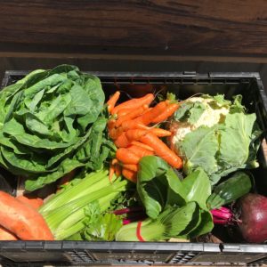 Large organi vegetable box