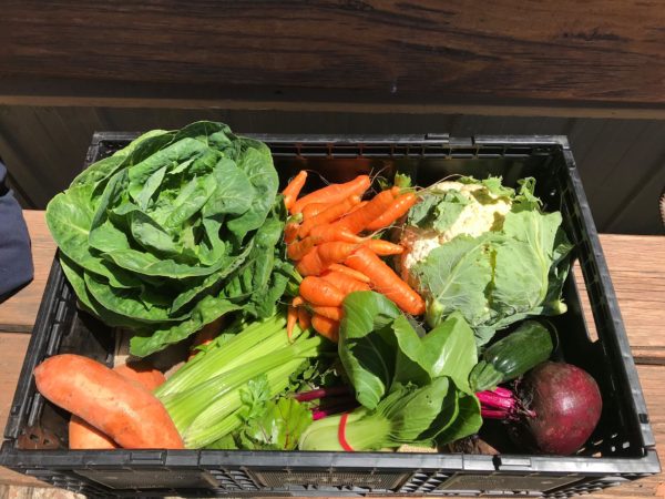Large organi vegetable box