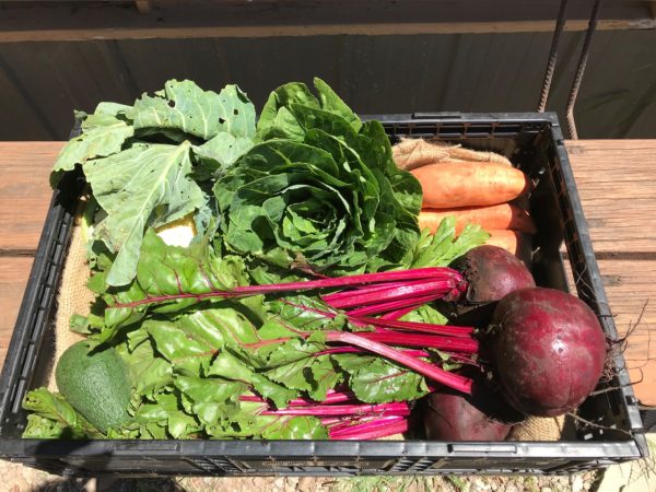 medium organic vegetable box