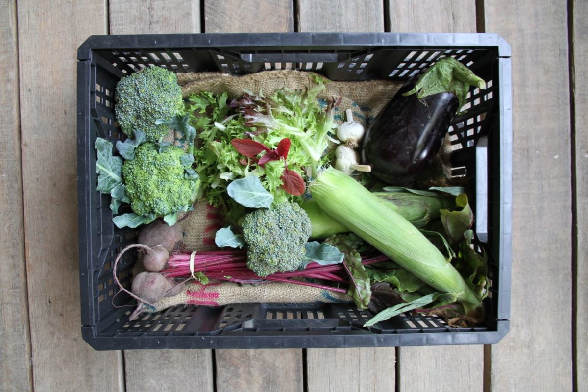 Organic vegetable box medium