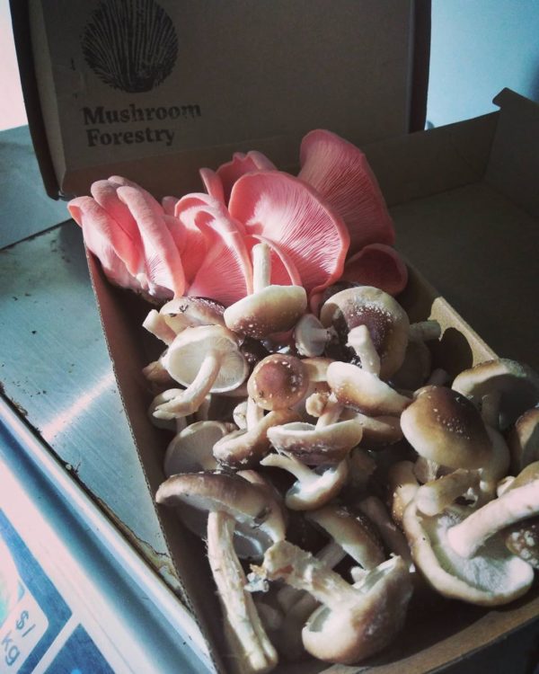organic mushrooms