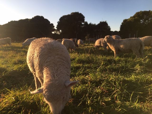 Sheep grazing autumn pasture may