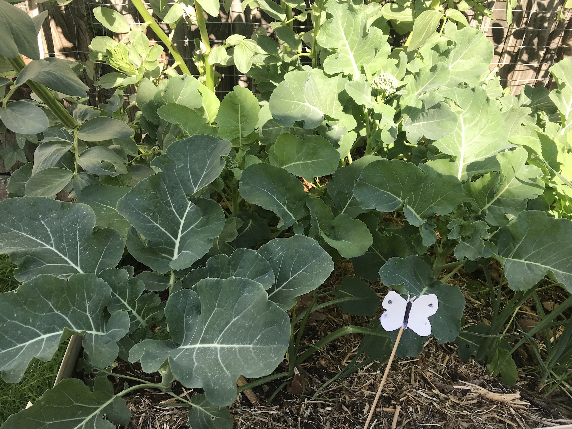 Making Cabbage Butterfly Decoys Heritage Farm