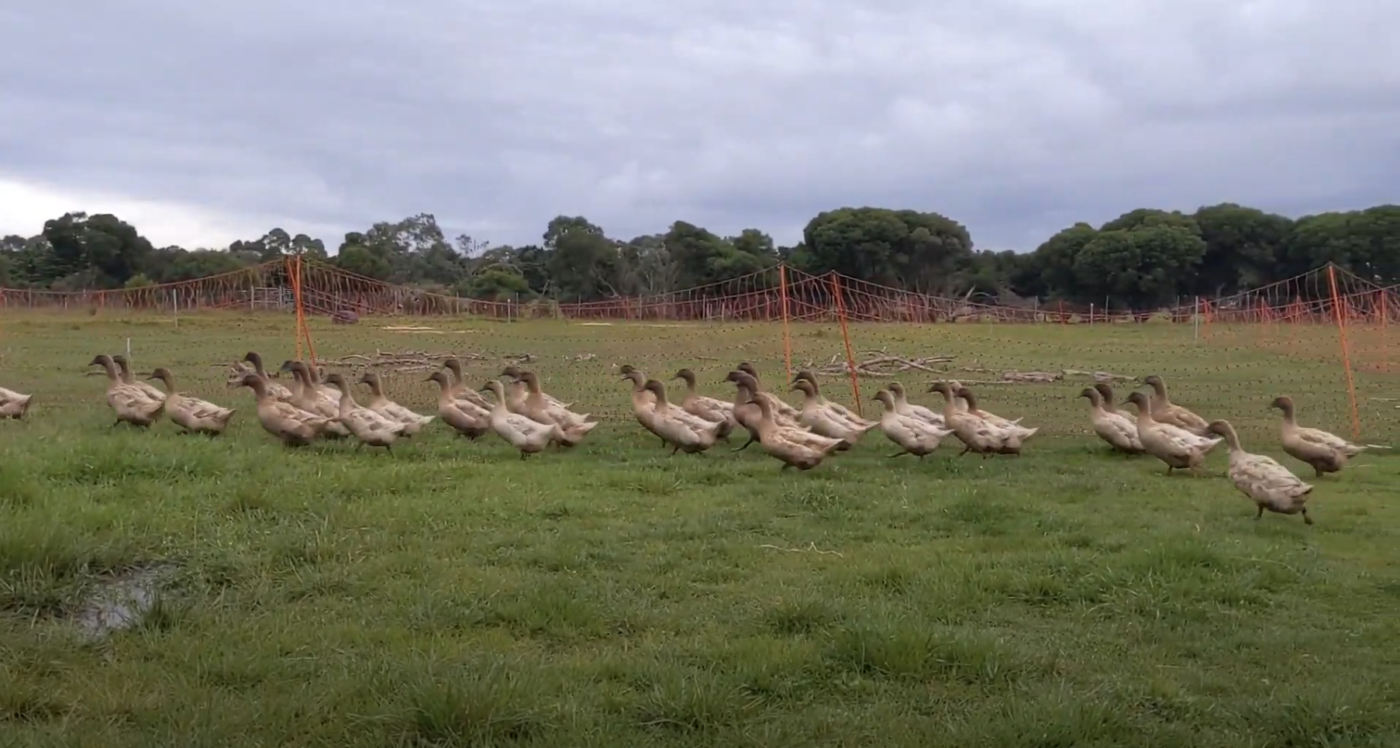 organic ducks free ranging at Heritage Farm